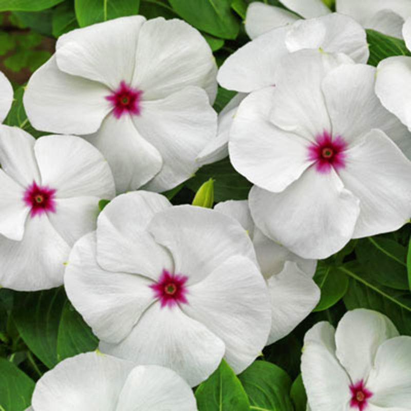 Vinca Pacifica XP Polka Dot Seed – Harris Seeds
