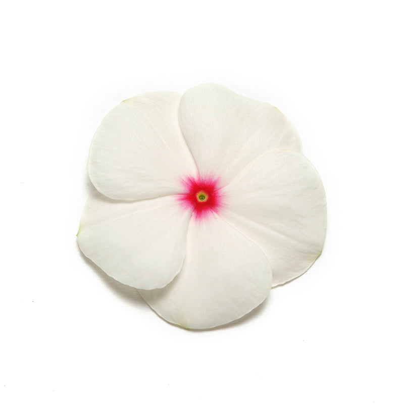 Vinca Pacifica XP Polka Dot Seed – Harris Seeds