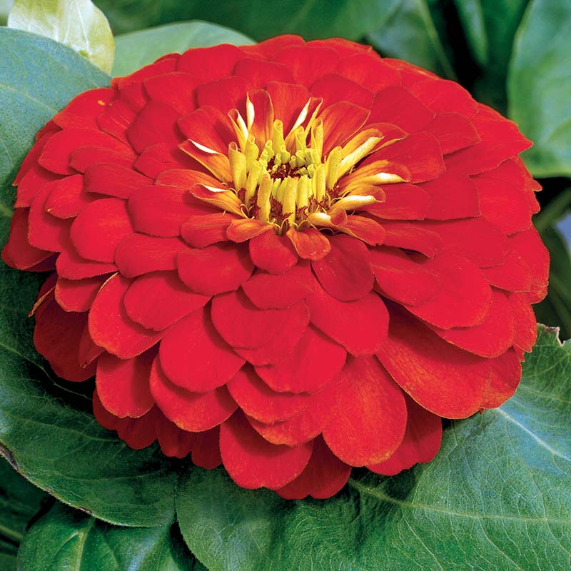 Zinnia Magellan Scarlet F1 Seed – Harris Seeds