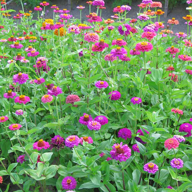 zinnia time from seed to flower Zinnia Cut and Come Again Mix Seed – Harris Seeds