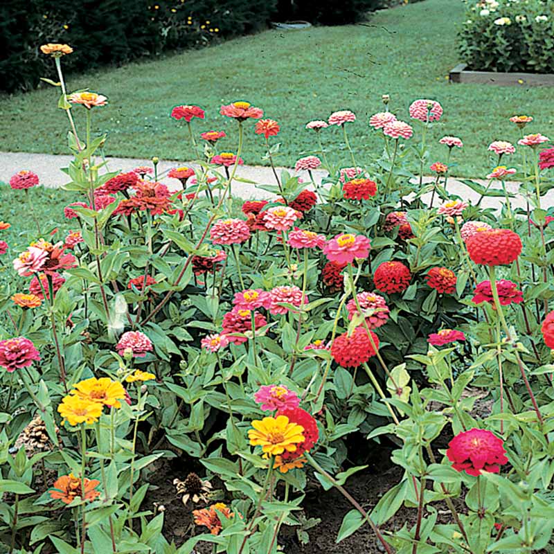 zinnia plant from seed Zinnia Cut and Come Again Mix Seed RAW / 1,000 seeds / UNTREATED