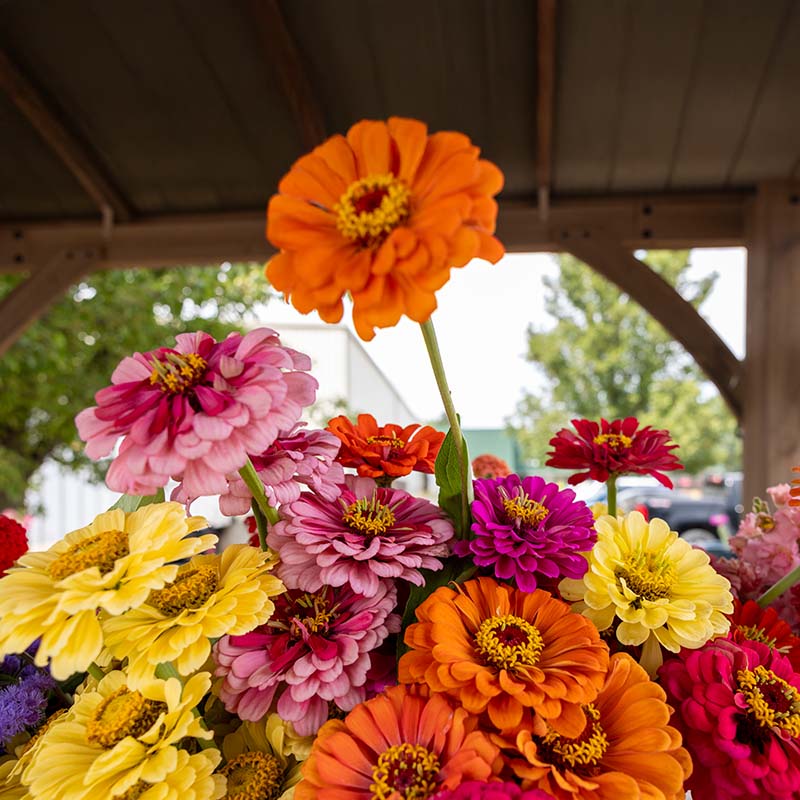 5g mixed zinnia flower seed easy to grow plant Zinnia Magnificent Mixture Seed RAW / 1,000 seeds / UNTREATED