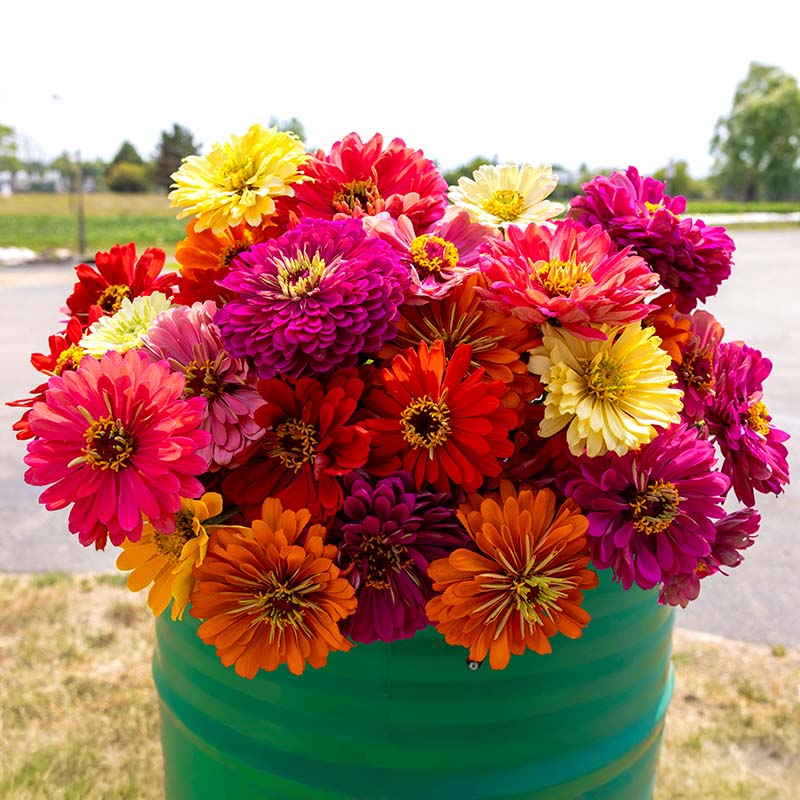 zinnia flower seed mix Zinnia Magnificent Mixture Seed RAW / 1,000 seeds / UNTREATED