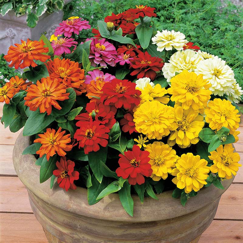 short pot plants Zinnia Short Stuff Mix F1 Seed FILM COATED / 250 seeds / UNTREATED