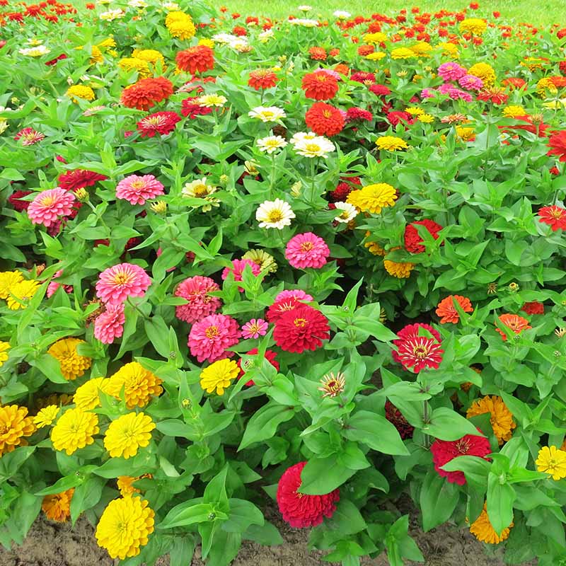 zinnia seed planting Zinnia Dreamland Mix F1 Seed – Harris Seeds