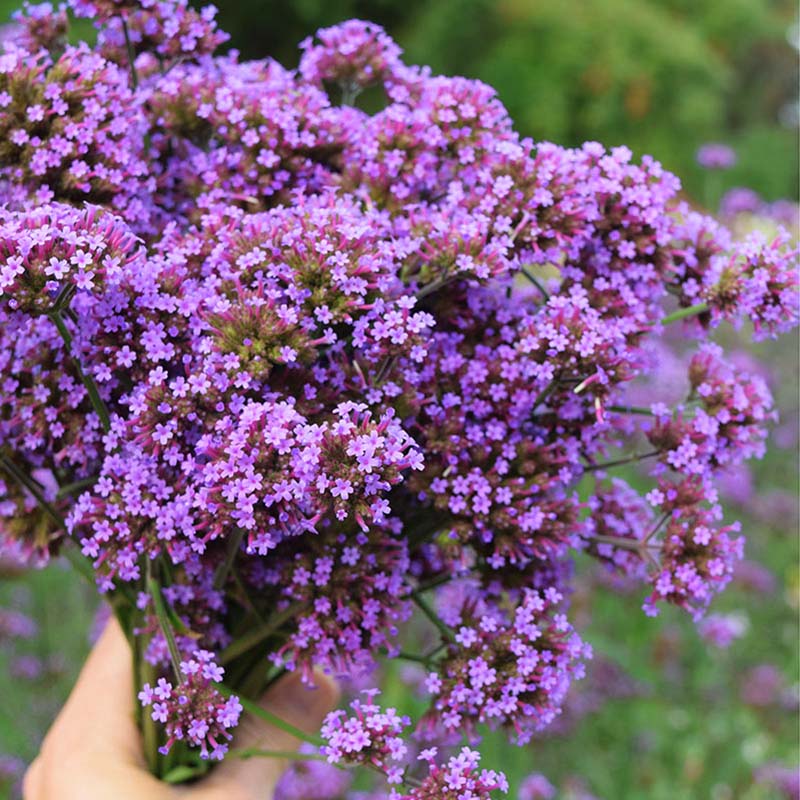 verbena seeds planting Verbena Bonariensis Finesse Seed