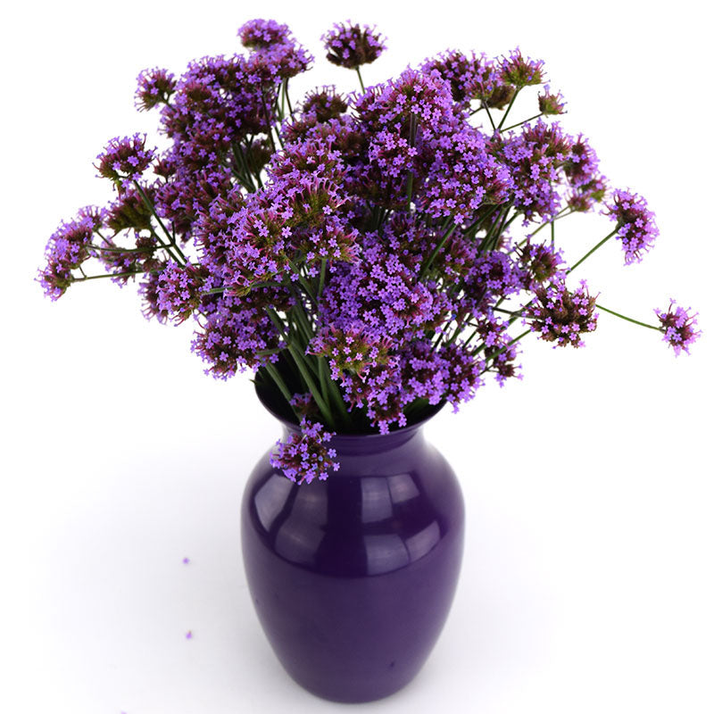 Verbena Bonariensis Finesse Seed – Harris Seeds