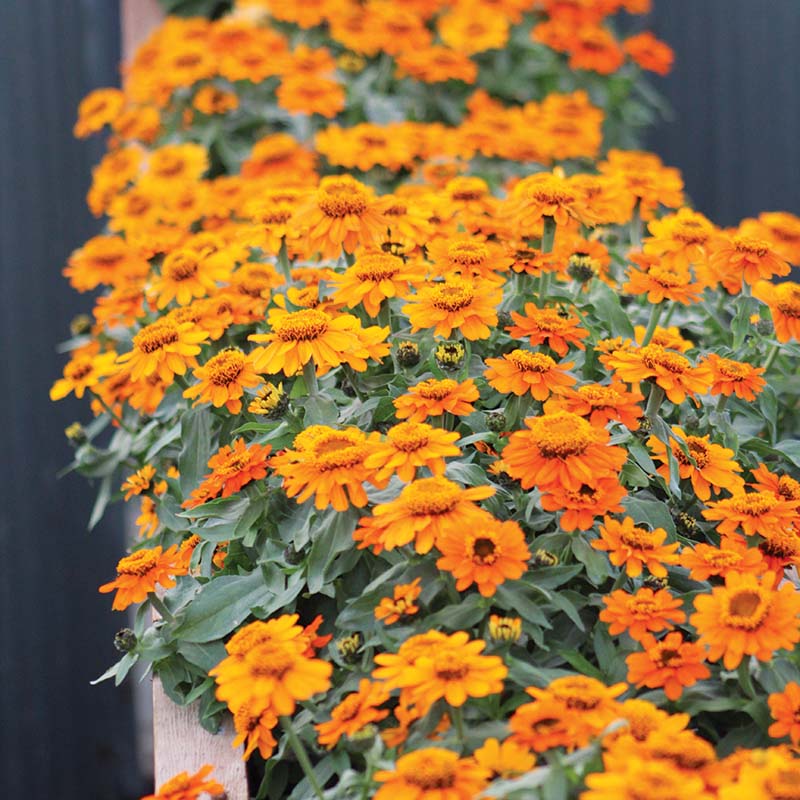 Zinnia Profusion Orange Seed – Harris Seeds
