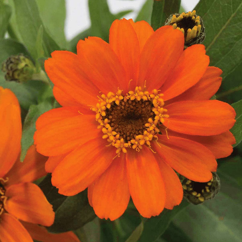 Zinnia Profusion Orange Seed – Harris Seeds