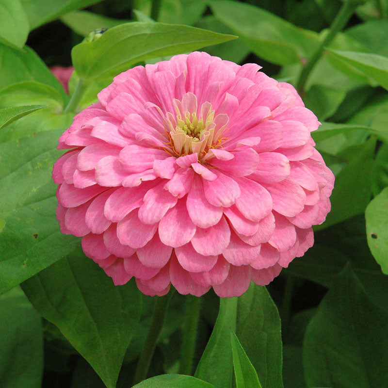 Zinnia Benary's Giant Bright Pink Seed – Harris Seeds