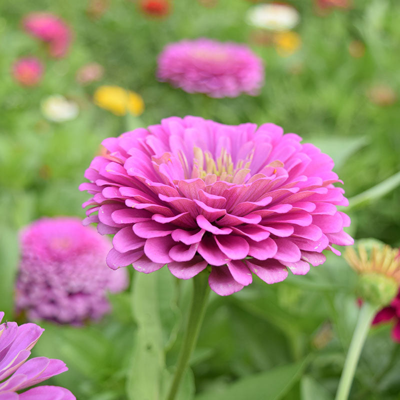 Zinnia Benary's Giant Lilac Seed – Harris Seeds
