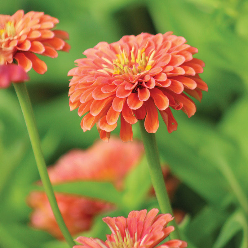 giant zinnia flower seeds Zinnia Benary's Giant Salmon Rose Seed RAW / 250 Seeds / UNTREATED