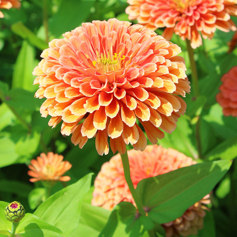 giant zinnia flower seeds Zinnia Benary's Giant Salmon Rose Seed RAW / 250 Seeds / UNTREATED