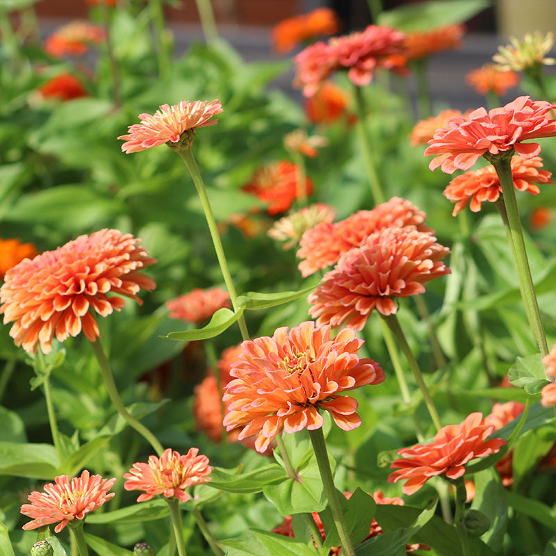 Harris Seeds - Zinnia Benary's Giant Salmon Rose Seeds
