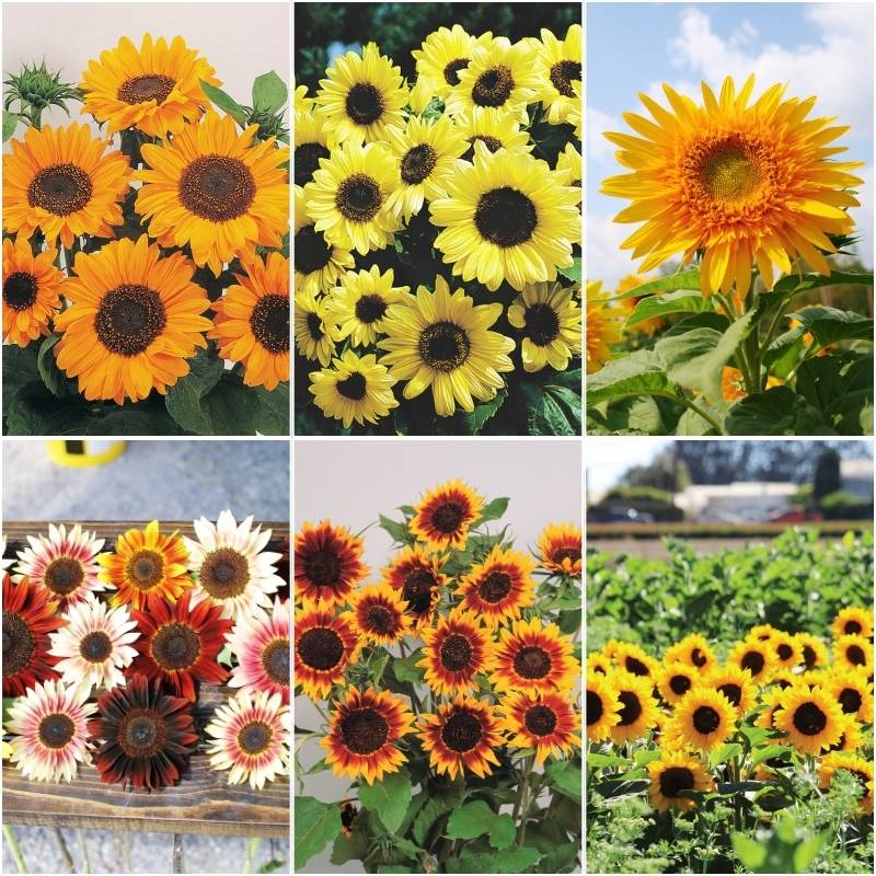 flower seeds types Sunflower Cut Flower Collection Seed