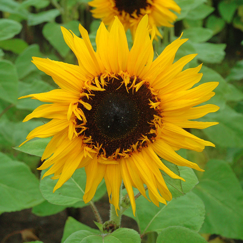 cut flower sunflower seeds Sunflower Cut Flower Collection Seed