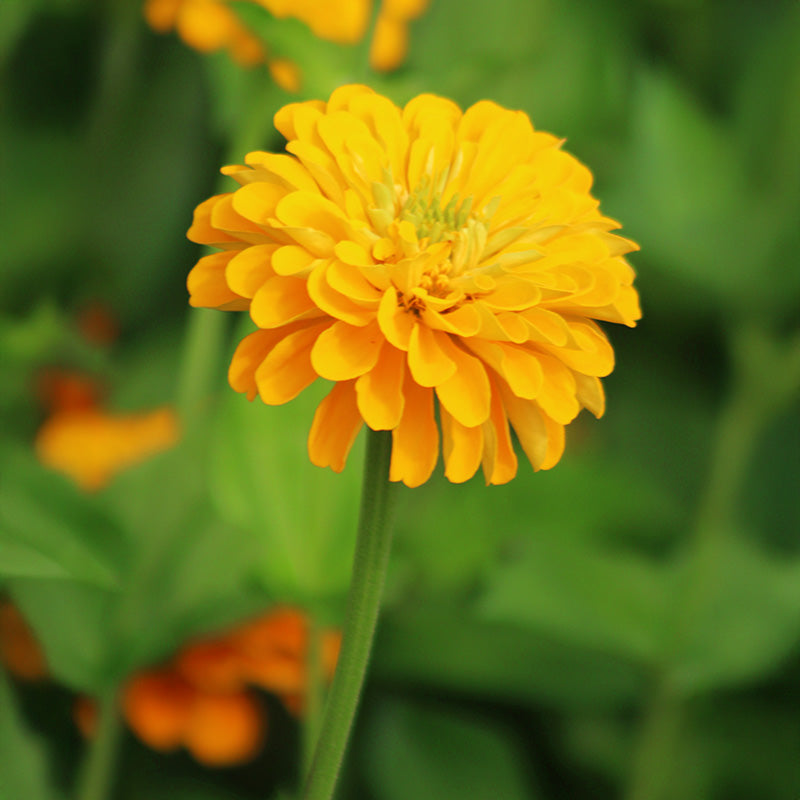 a plant grown from a round yellow seed Zinnia Benary's Giant Golden Yellow Seed