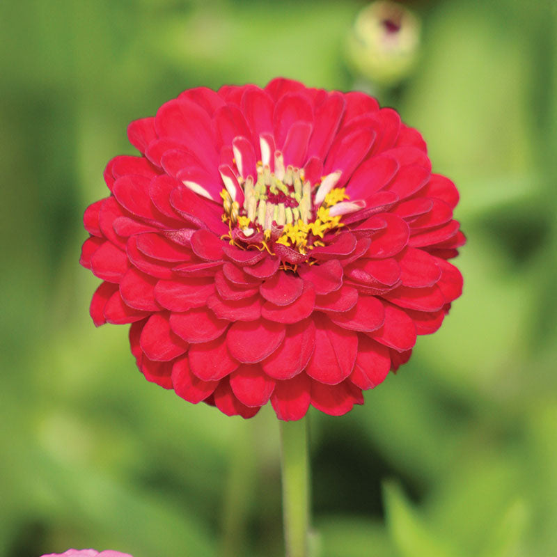 Zinnia Benary's Giant Deep Red Seed – Harris Seeds