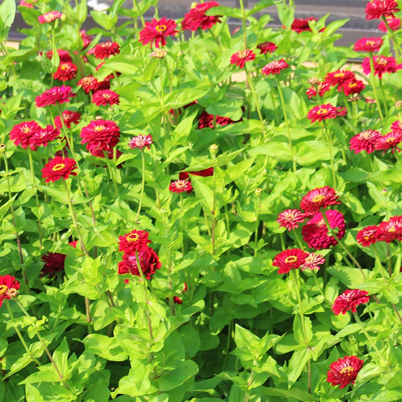 Zinnia Benary's Giant Deep Red Seed – Harris Seeds