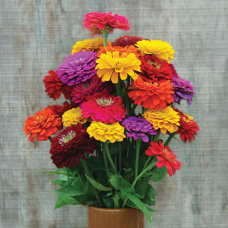 zinnia potting mix Zinnia Benary's Giant Mix Seed, Size: 250 Seeds