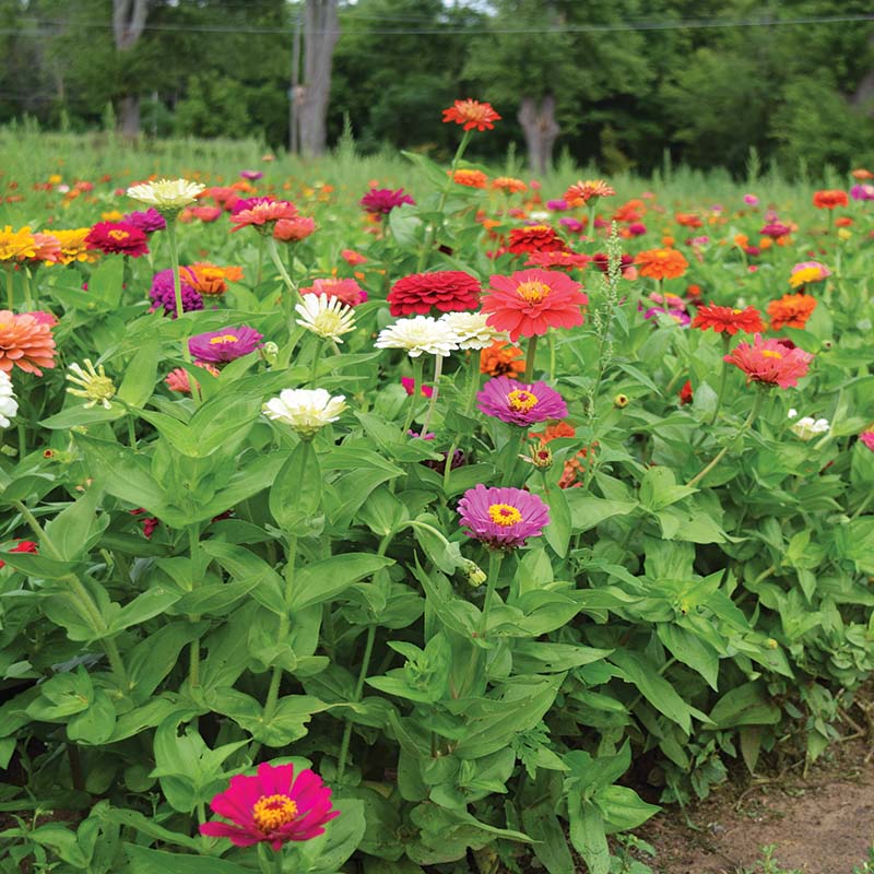 Zinnia Benary's Giant Mix Seed, Size: 250 Seeds