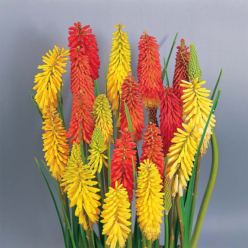 flamenco strawberry seeds Kniphofia Flamenco Seed