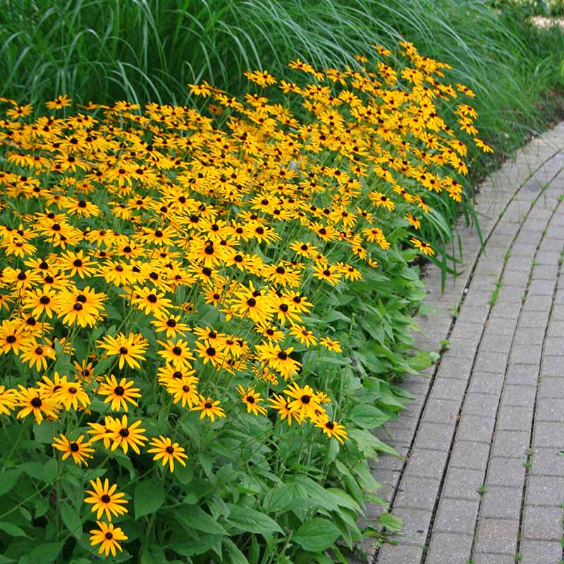 planting rudbeckia from seed Rudbeckia Goldsturm Seed