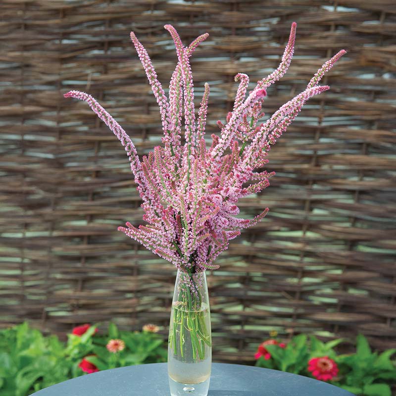 statice flower seeds Statice Suworowii Seed