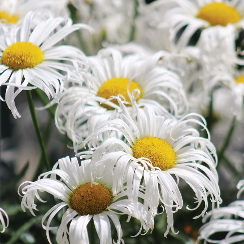 Leucanthemum Crazy Daisy Seed – Harris Seeds