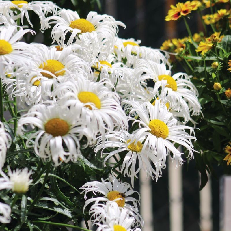 planting daisy seeds in fall Leucanthemum Crazy Daisy Seed – Harris Seeds