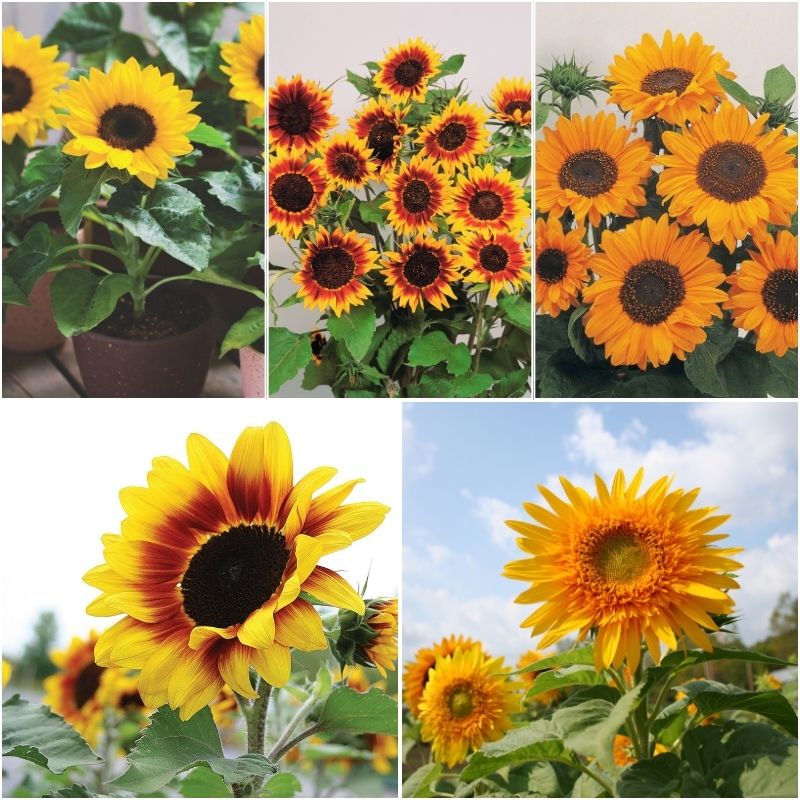 sunflower garden seeds for sale Sunflower Garden Collection Seed