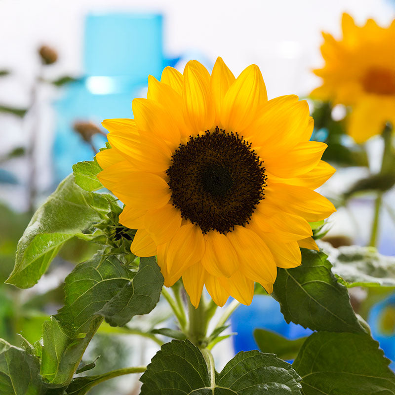 sunflower garden seeds for sale Sunflower Garden Collection Seed