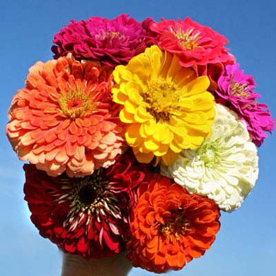 Zinnia Benary's Giant Collection Seed