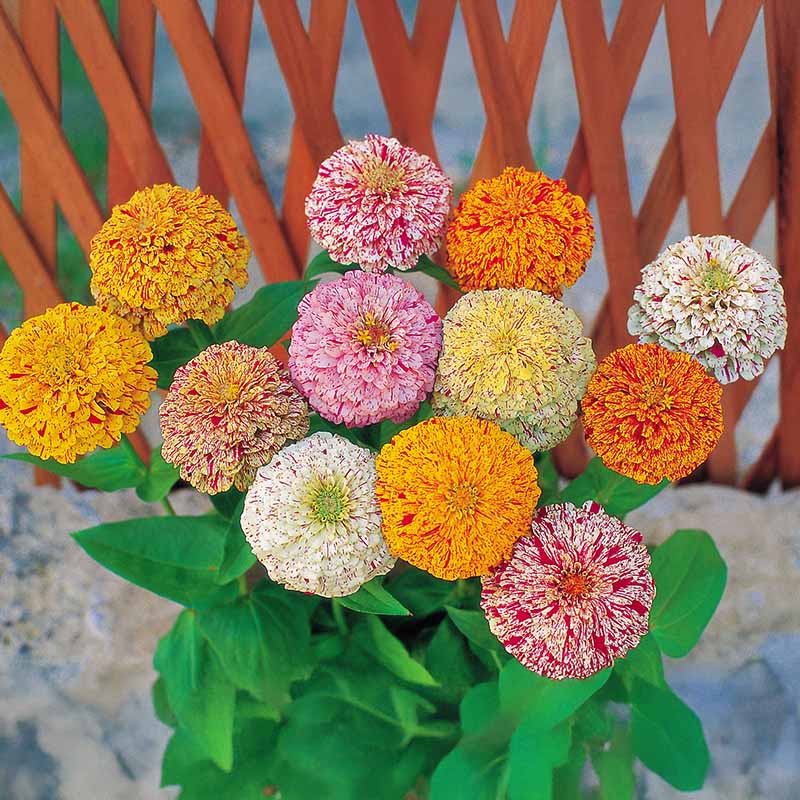 Zinnia Peppermint Stick Mix Seed RAW / 1,000 seeds / UNTREATED