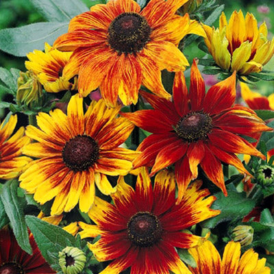 rust planting seeds Rudbeckia Autumn Colors Seed – Harris Seeds