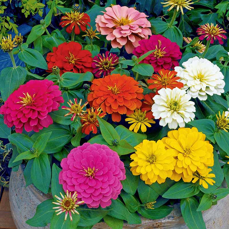 Zinnia Magellan Mix F1 Seed – Harris Seeds