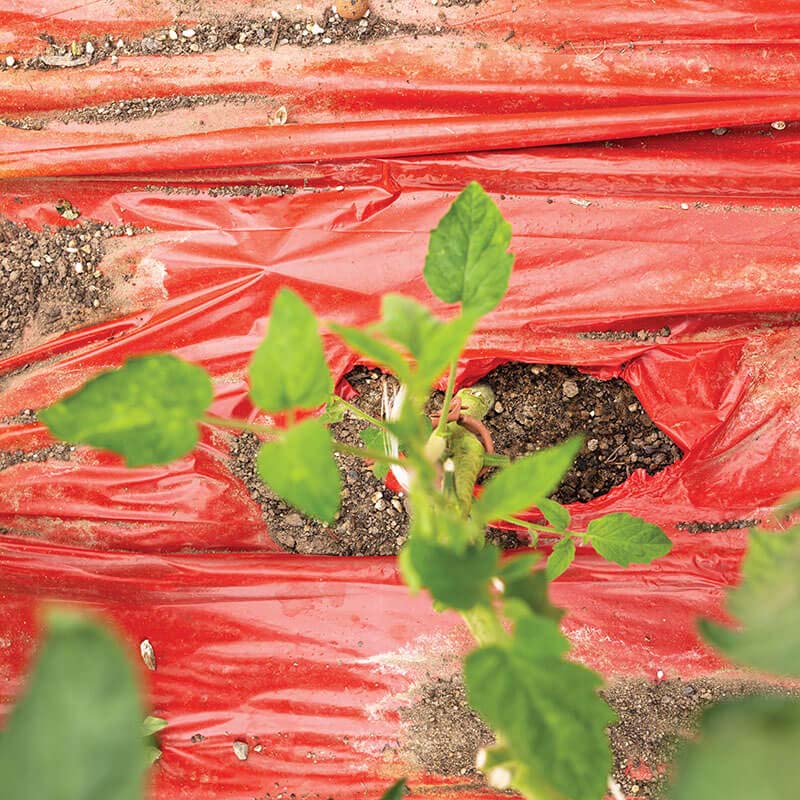 planting seeds through plastic mulch Red Plastic Mulch 4' x 100'