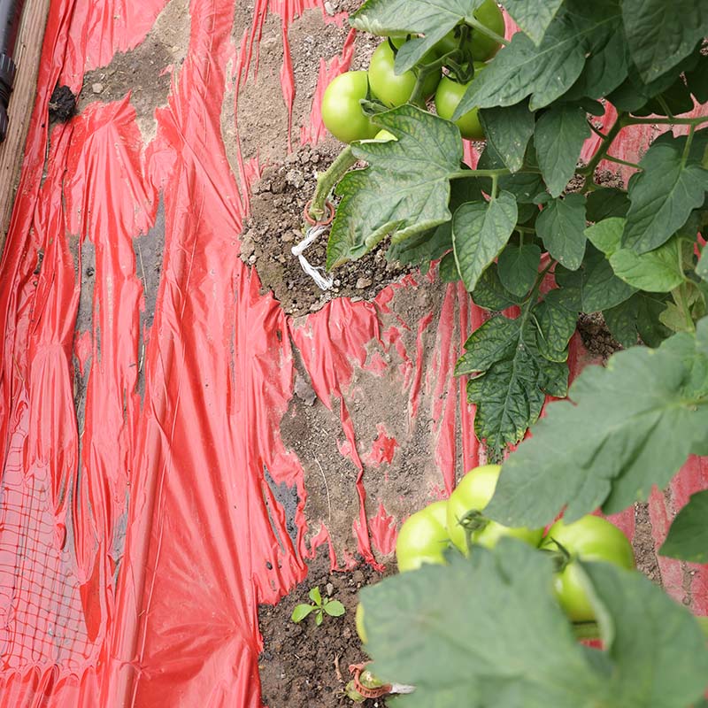plastic for tomato plants Red Plastic Mulch 4' x 100'
