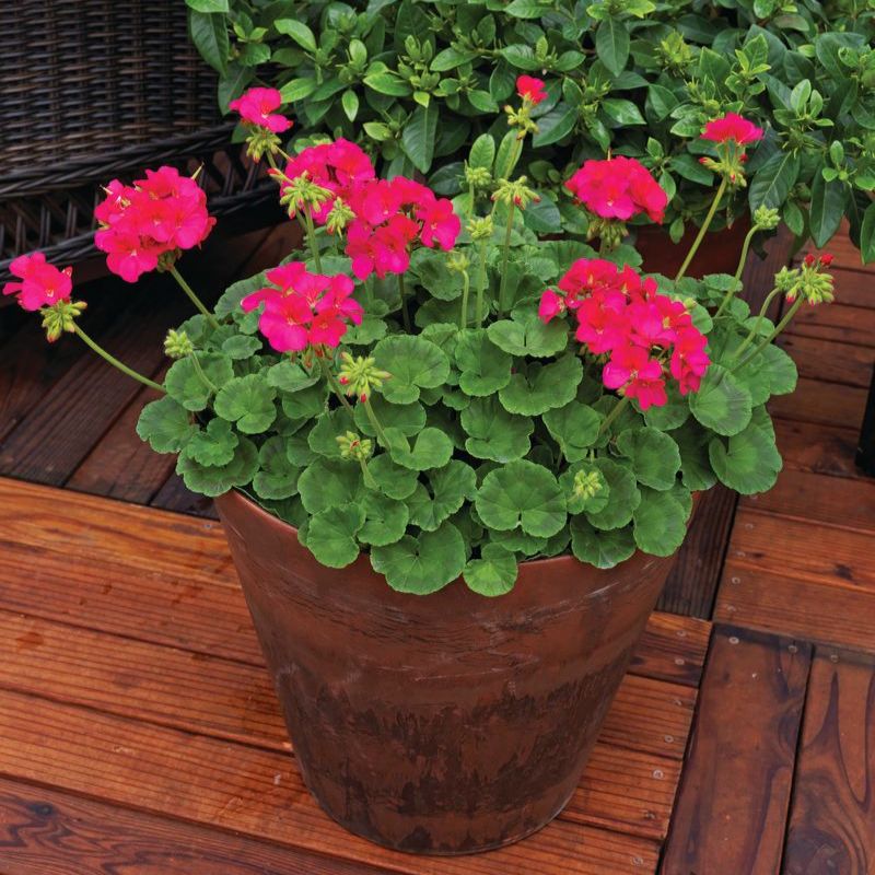 geranium maverick seeds Geranium Maverick Violet F1 Seed RAW / 25 Seeds / UNTREATED