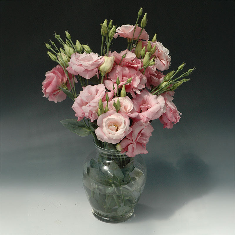 lisianthus flower seeds Lisianthus Mariachi Pink F1 Seed