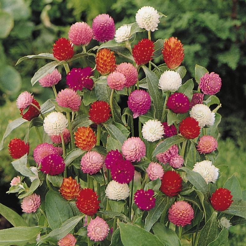 gomphrena flower seeds Gomphrena QIS Formula Mix Seed RAW / 1,000 seeds / UNTREATED