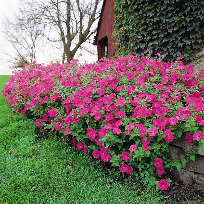 Petunia Tidal Wave Hot Pink F1 Seed PELLETED / 25 Seeds / UNTREATED