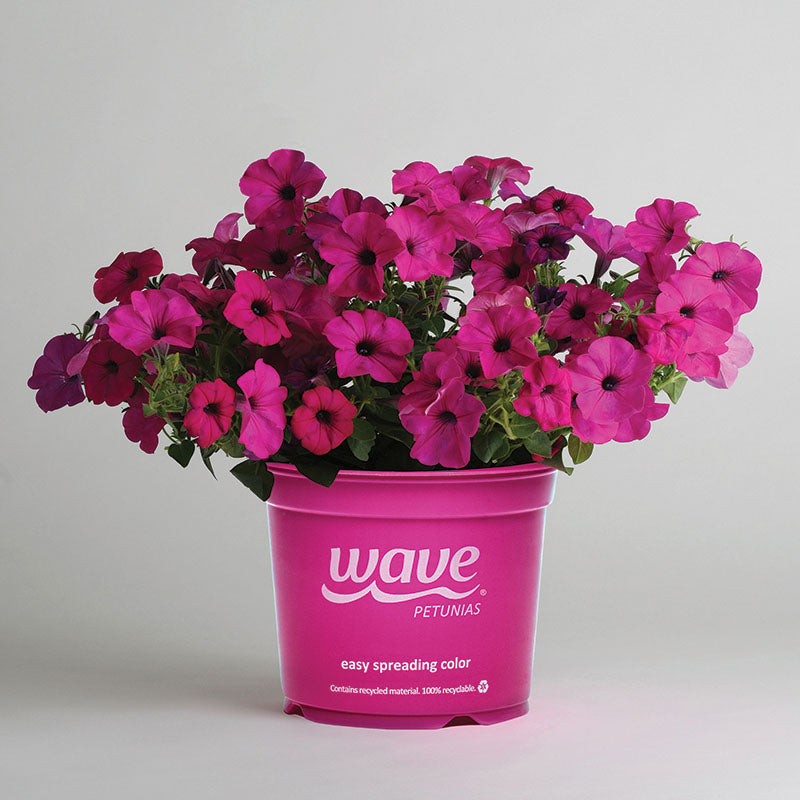 Petunia Tidal Wave Purple F1 Seed Pelleted / 25 Seeds / UNTREATED