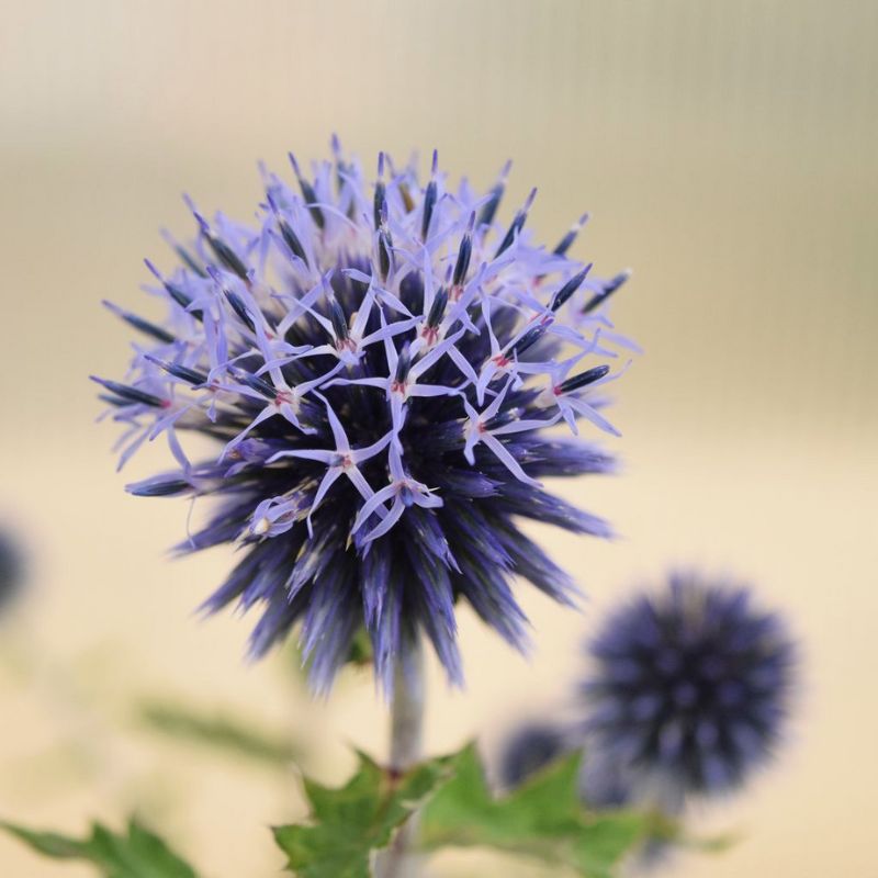 Semi Di Echinops Blu Metallico - Pianta Per Fiori Recisi E Composizioni Floreali