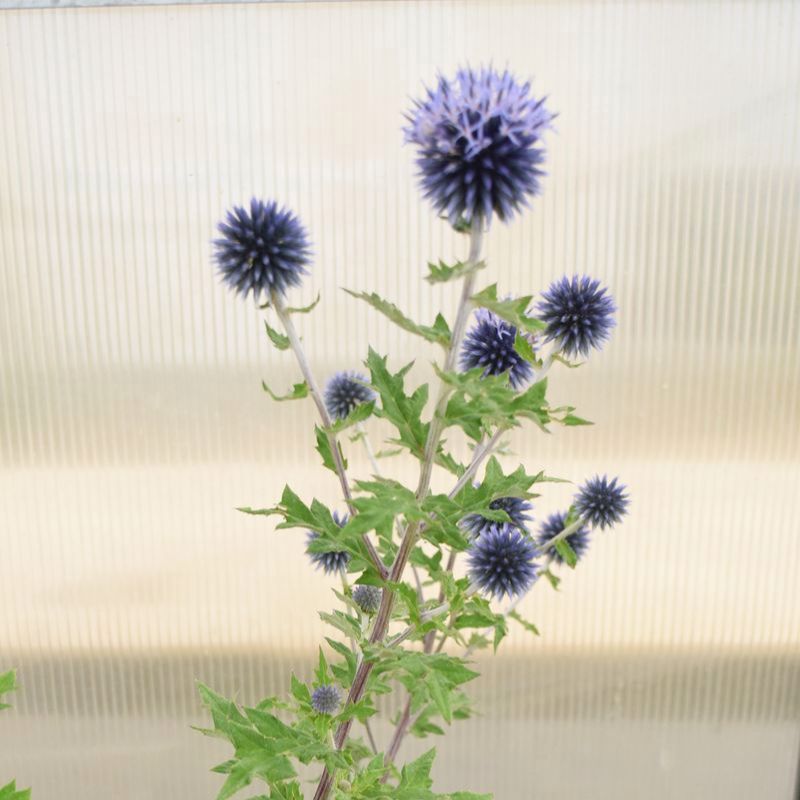 echinops plants Echinops Ritro Seed