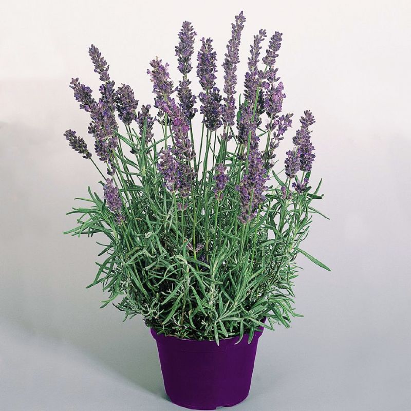 hidcote blue lavender plants Lavender Hidcote Blue Seed