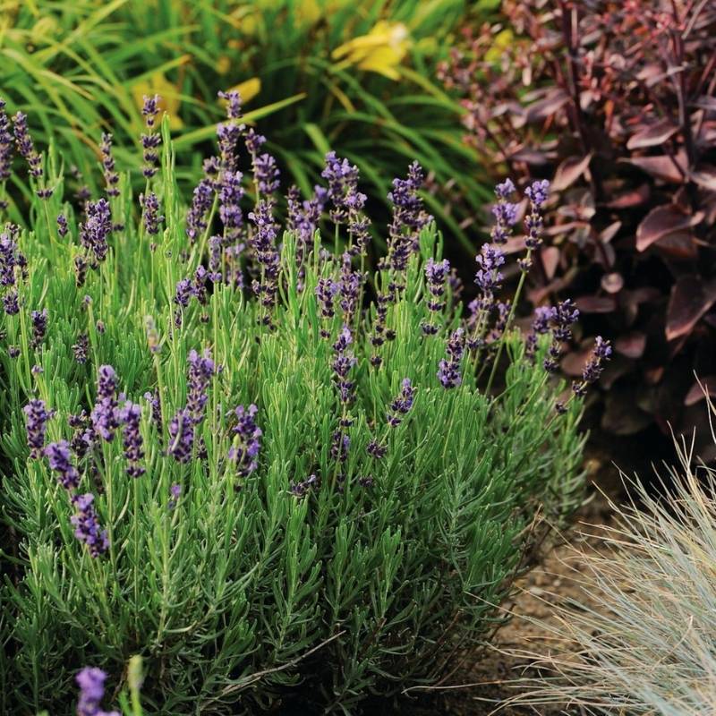 growing hidcote lavender from seed Lavender Hidcote Blue Seed