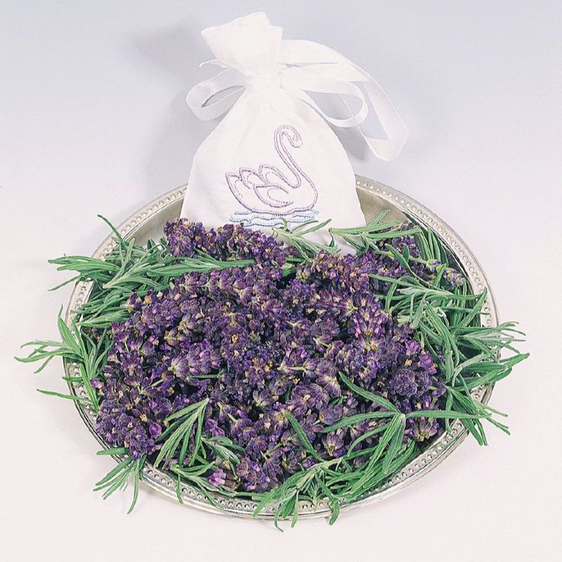 growing hidcote lavender from seed Lavender Hidcote Blue Seed