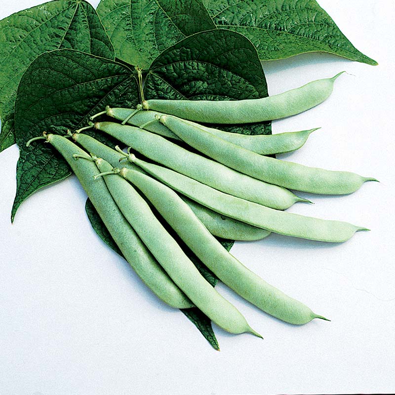 balance bean herbicide approval Bean Roma II Seeds