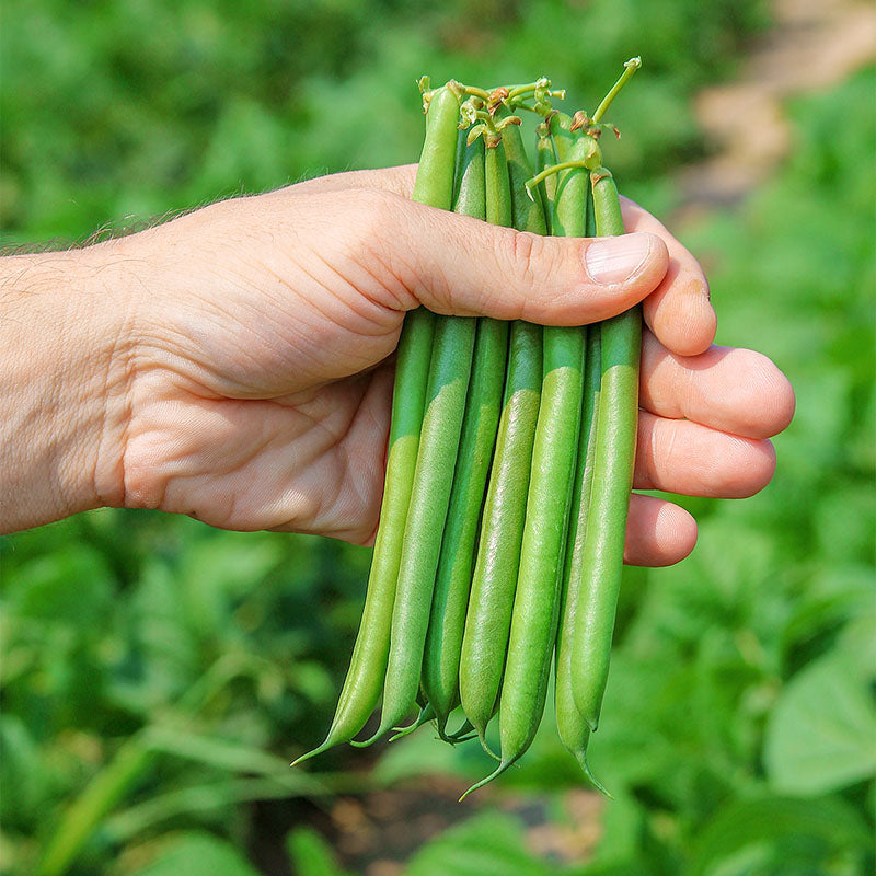 green bean herbicides Bean Lewis Seed RAW / 70,000 seeds / UNTREATED